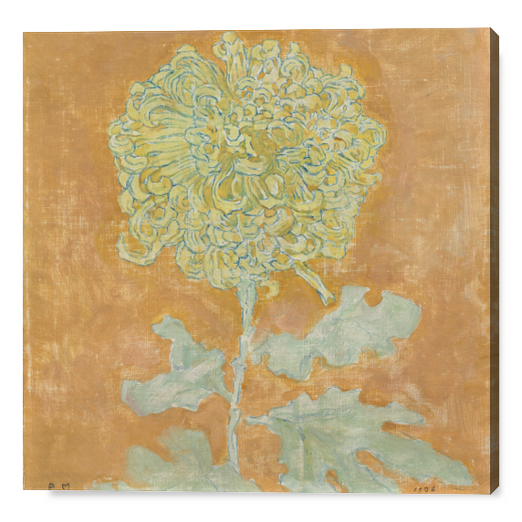 Chrysanthemum - Mondrian